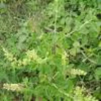 Herbal Plant